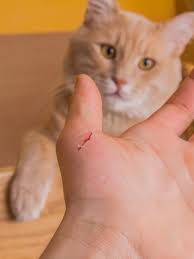 Can your cat make you sick? CDC releases cat-scratch disease study