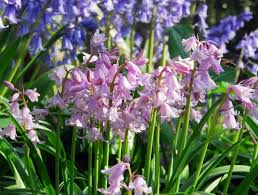 Image result for Aeschynomene sparsiflora