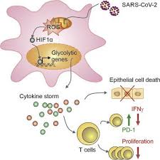 Clique e saiba mais sobre o mandato participativo. Elevated Glucose Levels Favor Sars Cov 2 Infection And Monocyte Response Through A Hif 1a Glycolysis Dependent Axis Cell Metabolism X Mol