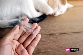 Exposure to cats can trigger a number of allergy symptoms. Spring Allergies Cats How To Prevent And Treat Them