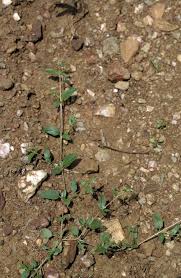 Image result for Boerhavia repens