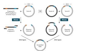 cutsmart buffer neb