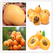 But it was che's resemblance to our thought. 10 Pcs Loquat Fruit Tree Plant Eriobotrya Japonica Bush Tucker Chinese Bonsai Yard Garden Outdoor Living Other Seeds Bulbs