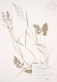 Image result for Eragrostis aethiopica