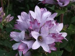 Caroline Campanula Glomerata Campanula Bellflower Plant Nursery