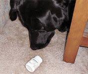 Ibuprofen is not approved for use in animals by the food and drug administration. Toxciology Brief Ibuprofen Toxicosis In Dogs Cats And Ferrets