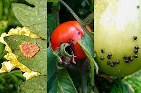As a bonus, basil planted with tomatoes improves the flavor of the tomatoes. How To Protect Crops From The Green Vegetable Bug The Seed Collection