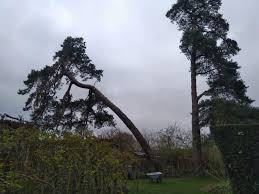 (speaking of new oak, that is. Storm Damaged Pines Town And Country Tree Services