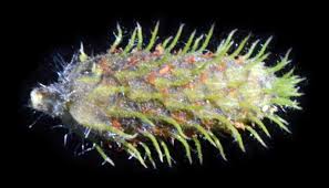 Image result for Fuirena ciliaris