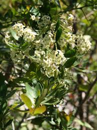 Image result for Putterlickia