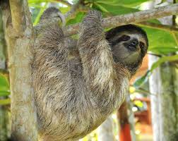 Spotlight The Amazon Kids Discover Rainforest Animals Amazon Rainforest Animals Rainforest Animals For Kids