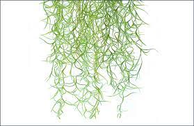 Fertilize air plants once a month as part of their regular irrigation to promote healthy plants that will bloom, producing additional new. Air Plant Care Guide Growing Information Tips Proflowers Blog