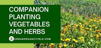 Despite common perception, july is definitely not too late to plant garden vegetables and herbs. Companion Planting Vegetables And Herbs In Your Garden Urbanorganicyield Com