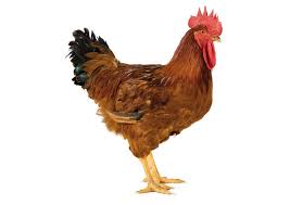 Pollo Super Pesante Rosso - Agro Re'