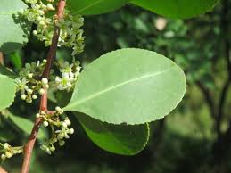 Image result for Gymnosporia senegalensis