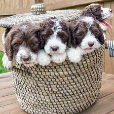 Mini Springerdoodle Puppies One For Each Of Your Future Kids Toy Dog Breeds Sproodle Puppies Puppies