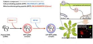 Of the mitochondrial proteins detected in the cell atlas, 48% (n=557) also localize to other cellular compartments (figure 6). Toward Mitochondrial Plant Cell Factories