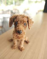 Cute Puppy Shared With Thanx By Kahlehv Cutedogsofinstagram Cutepuppies Puppylove Puppypalace Puppiesofinstagram Cute Puppies Puppy Face Puppy Palace