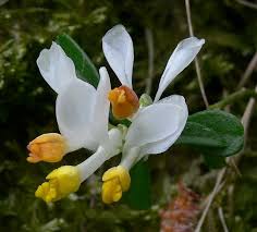 Image result for Polygala ohlendorfiana