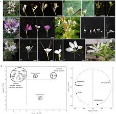 Image result for Cleome iberidella