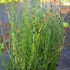 Image result for Equisetum ramosissimum