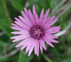 Image result for Gerbera viridifolia