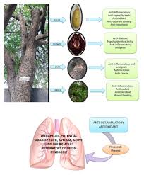 Image result for Kigelia africana