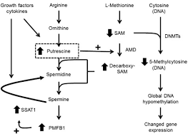 Methylthiopropylamine, a potent inhibitor of spermidine synthase and its antiproliferative effect on human lymphoid leukemia molt 4b cells 2. Spermidine Synthase An Overview Sciencedirect Topics