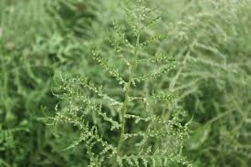 Image result for Pteris linearis
