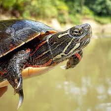 In the wild, a typical clutch of eggs will not be all male or all female, as the temperature in the nest may vary depending on the depth of one egg compared with that of another. A Beautiful Male Painted Turtle Chrysemys Picta You Can Tell This Is A Male Because Of His Long Front Claws Which He Uses To Woo The Female During Courtship