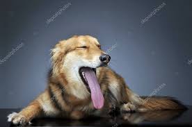 Dog with really long tongue. Cute Mixed Breed Dog With Very Long Tongue In Dark Studio 237854020 Larastock