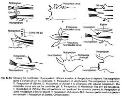 Phylum Annelida Habitat Features And Classification