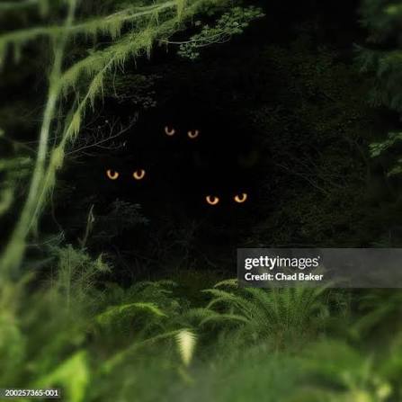 816 Glowing Eyes At Night Stock Photos and High-Res Images - Getty Images