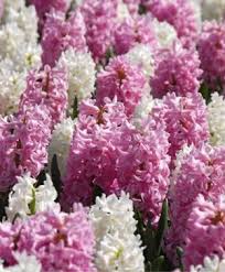 Hyacinth bulbs need a chilling period in order to bloom. Hyacinth Hort Tips