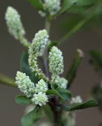 Image result for Nothosaerva