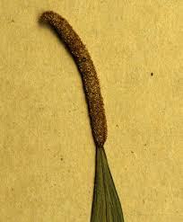 Image result for Belvisia