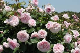 This english rose is the perfect shade of pink! Pin Auf Rose Olivia Rose Austin