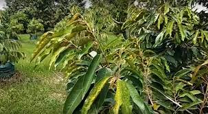 Tahukah anda, pokok durian belanda juga mengandungi sebatian acetoginin iaitu asymycin daun durian belanda bukan saja boleh mengubati pelbagai jenis penyakit malah ia mampu melawan jenis. Cara Mengatasi Daun Pucuk Tanaman Durian Menguning Kampustani Com