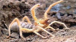 Camel spiders are not poisonous to humans even though the camel spiders bites are painful. This Is The Camel Spider This Nope Is Highly Poisonous And Eats Human Flesh 9gag