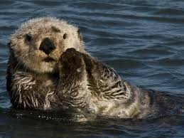 Common rare untameable cave the otter is one of the creatures in ark: What S It S Like To Hunt Sea Otters Vox