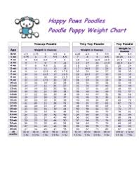 Poodle Height And Weight Chart How Labrador Puppy