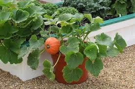 Ridge gourd fruits grow very fast even when you grow ridge gourd in pots. Pin On Vegetable Gardening