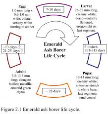 the life stages of eab ctpa