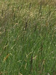 Image result for Arundinella nepalensis