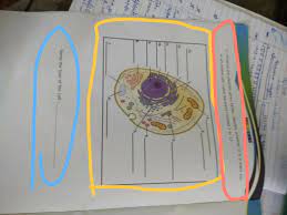 It is evenly distributed in the place between the nuclear membrane and plasma membrane. Label The Parts Od An Animal Cell Brainly In