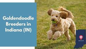 Our sire is pennhip tested and has his genetics tested with pawprint genetics. 24 Goldendoodle Breeders In Indiana In Goldendoodle Puppies For Sale Animalfate