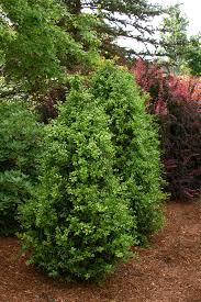 Green Tower Boxwood Monrovia Green Tower Boxwood In 2020 Boxwood Landscaping Green Tower Monrovia Plants