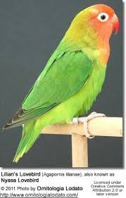 Lilian 039 S Lovebirds Aka Nyasa Lovebirds Eye Ring Lovebirds African Lovebirds Pet Birds Bird Species