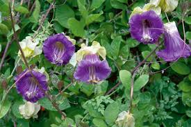 Image result for Psophocarpus scandens