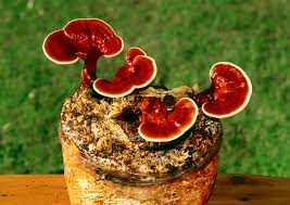Image result for Ganoderma lucidum